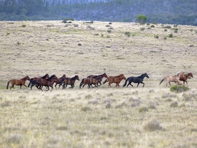 Miniatura: W Australii odstrzelone zostaną tysiące...