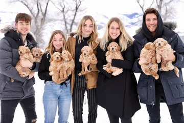 Psy rasy Golden Retriever 