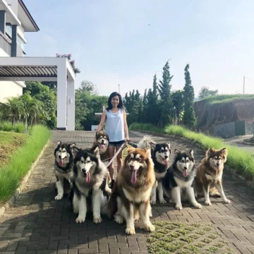 Właścicielka ze swoimi psami 
