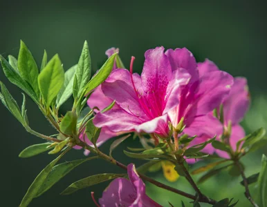 Miniatura: Zadbaj o te rzeczy, a rododendrony obsypią...