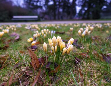 Miniatura: Rekord temperatur, prawdziwe palmy w...