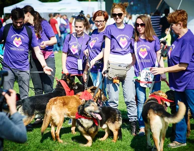 Miniatura: Protest wolontariuszy. „Można chodzić na...