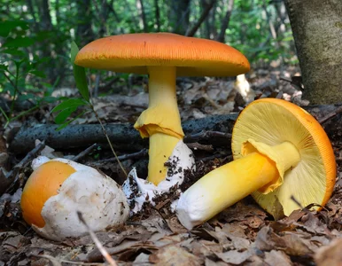 Miniatura: Grzyb-legenda w rękach polskiego leśnika....