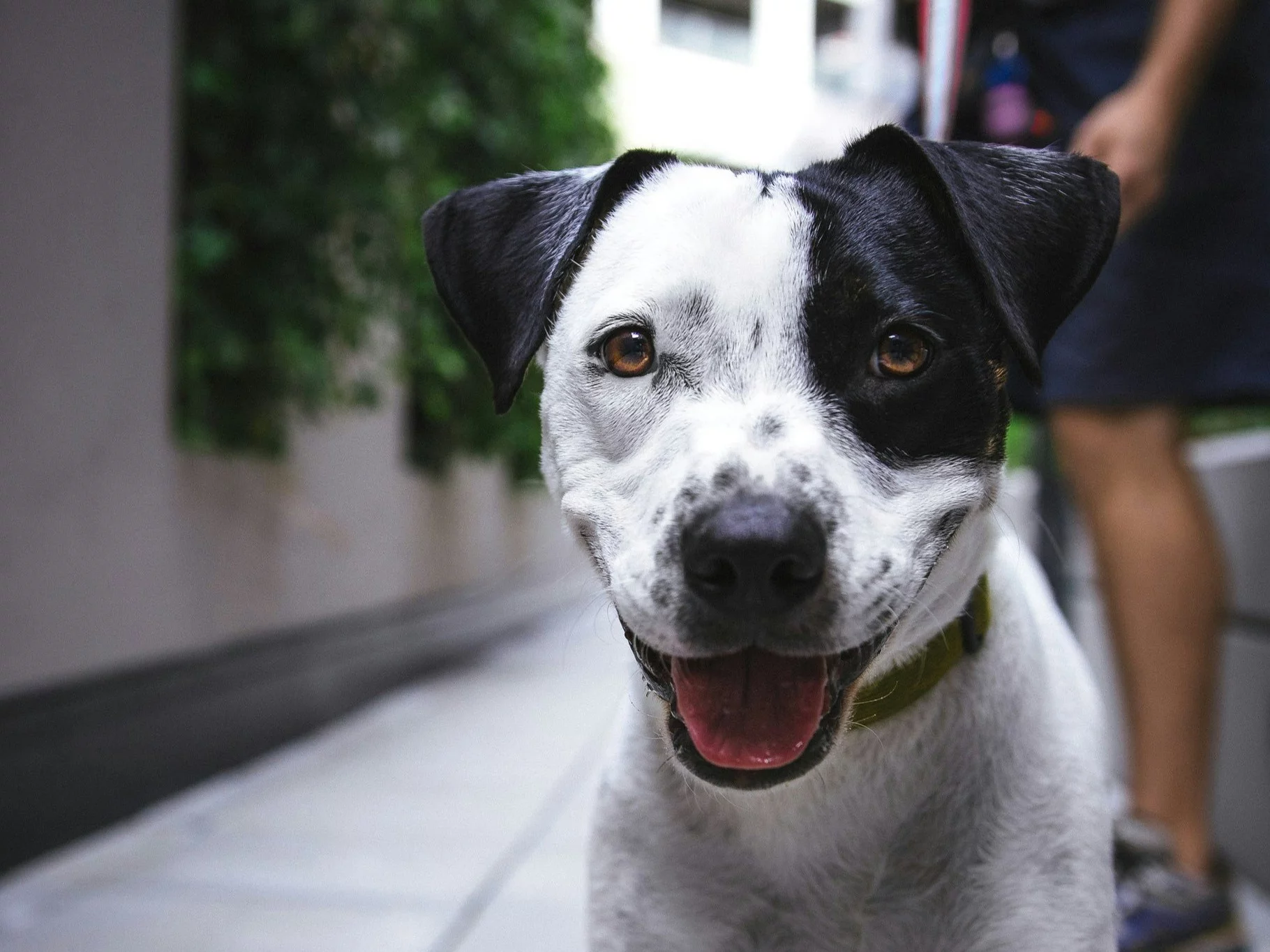 QUIZ dla miłośników psów. Na ile pytań odpowiesz?