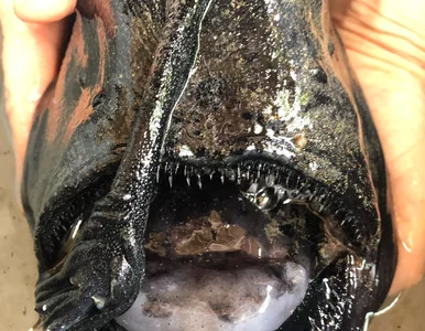 Miniatura: Zęby ostre jak szkło i wygląd z piekła...