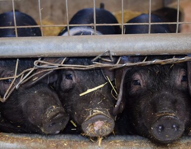 Miniatura: Chiny nakładają embargo na import mięsa....