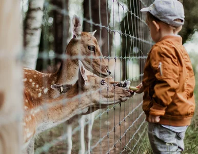 Miniatura: Fascynujące ogrody zoologiczne w Polsce....