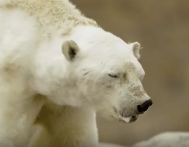 Miniatura: Film z głodującym niedźwiedziem polarnym...