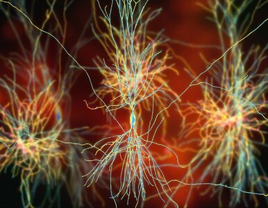 Miniatura: Mózg ma ukryty system pamięci. Naukowcy...