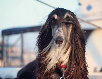 Miniatura: Chart afgański chce zostać gwiazdą...