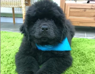 Miniatura: Ten pies to prawdziwy olbrzym. Ale za to...