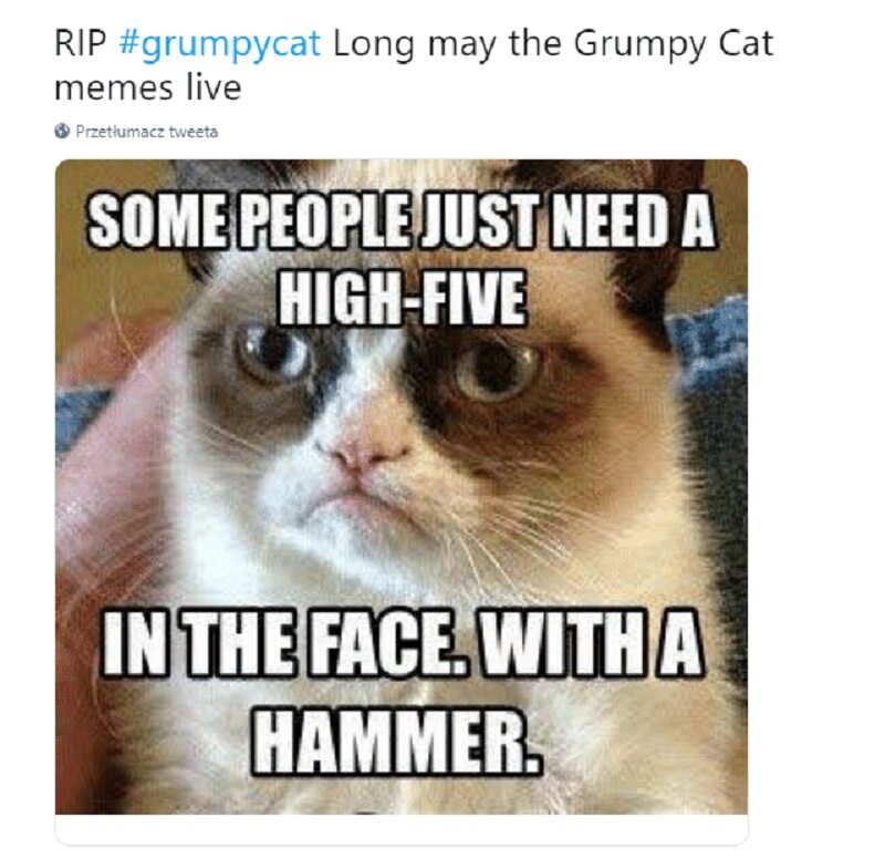 Spoczywaj w pokoju Grumpy Cat, niech żyją memy z tobą 