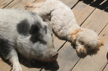 Piesek o imieniu Cora 