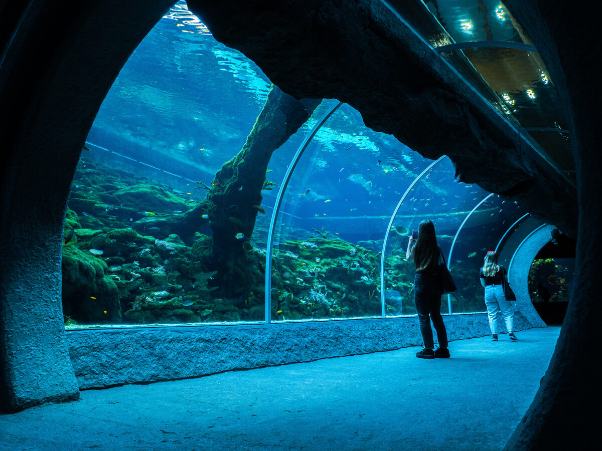 Podwodny tunel w łódzkim orientarium Podwodny tunel jest jedną z największych atrakcji łódzkiego orientarium. Jest to najdłuższa tego typu konstrukcja w Polsce. Ma aż 23 metry długości.