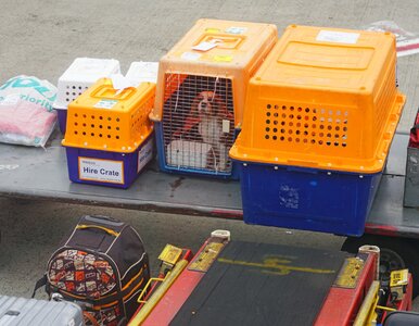 Miniatura: Zwierzęta to bagaż? Zaskakujące orzeczenie...