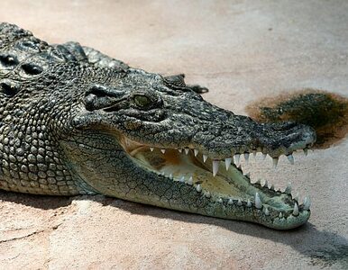 Miniatura: Z Warty wyłowiono martwego krokodyla