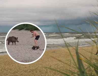 Miniatura: Dzik kontra człowiek na polskiej plaży....