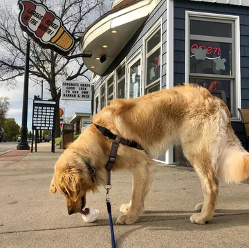 Golden retriever Moose 