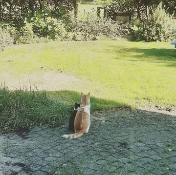 Charlie i Stavros. Przyjaciele od pierwszego dnia 