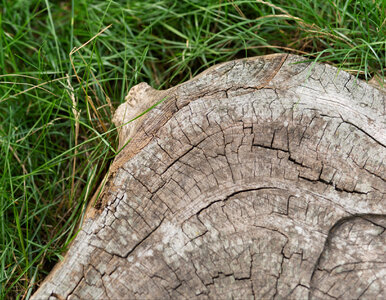 Miniatura: Zapomnij o koparkach i chemii! Naturalny...