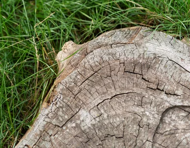Miniatura: Zapomnij o koparkach i chemii! Naturalny...