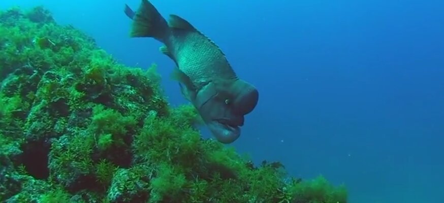 Miniatura: Wargacz azjatycki zamieszkujący wody...