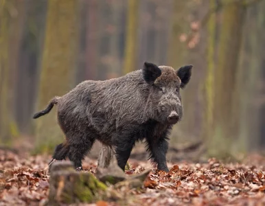 Miniatura: WWF: „Lex Ardanowski” zaszkodzi środowisku