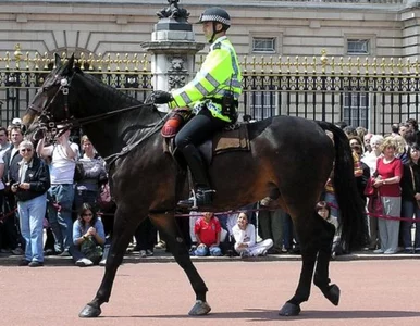 Miniatura: Brutalne morderstwo w Londynie bada 500...