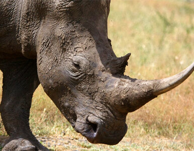 Miniatura: Polacy ukradli rogi nosorożca i stracili...