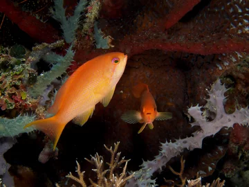 Papużak Pseudanthias squamipinnis 