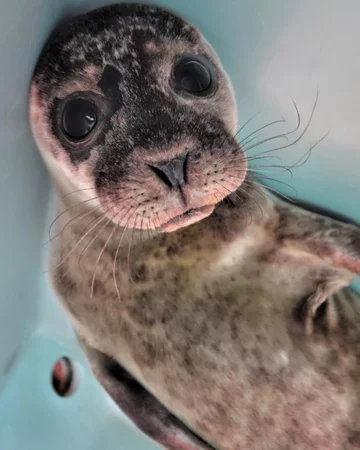 Foka uratowana przez organizację Seal Rescue Ireland 