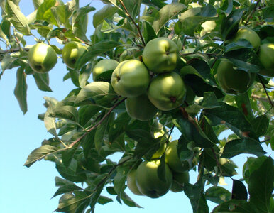 Miniatura: Załóż to na pień drzewa. Szkodniki nie...