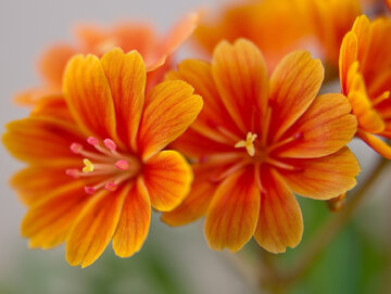 Lewizja (lewisia)