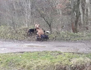 Miniatura: Psy zagryzły jelenia. Wyrok w sprawie...