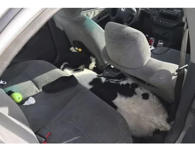 Miniatura: Nietypowe odkrycie policjantów. Dwie...