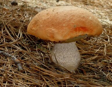 Miniatura: Ekspert apeluje: nie dawajcie grzybów...