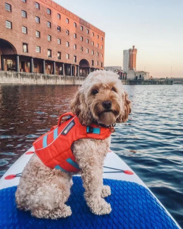 Cockapoo Marley 