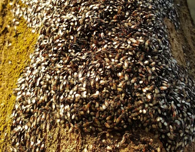 Miniatura: Pojawiły się nagle i są wszędzie. Ten owad...