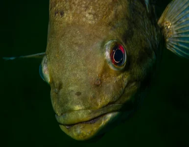 Miniatura: Ustanowił nowy rekord? W środowisku...