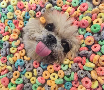 Pies Marnie 