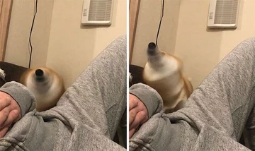 "Turbo" shiba 