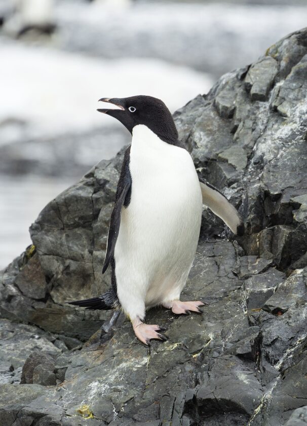 Pingwin Adeli z Półwyspu Antarktycznego 