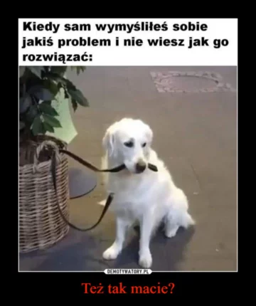 Mem z okazji Dnia Psa 