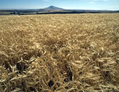 Miniatura: Zastój na krajowym rynku zbóż