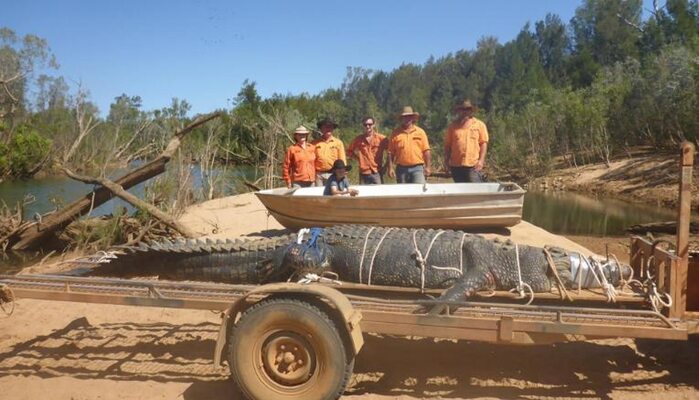 Miniatura: Ogromny krokodyl schwytany w Australii