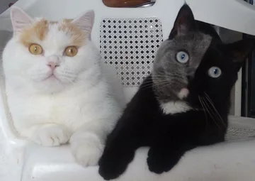 "Kot o dwóch twarzach" 