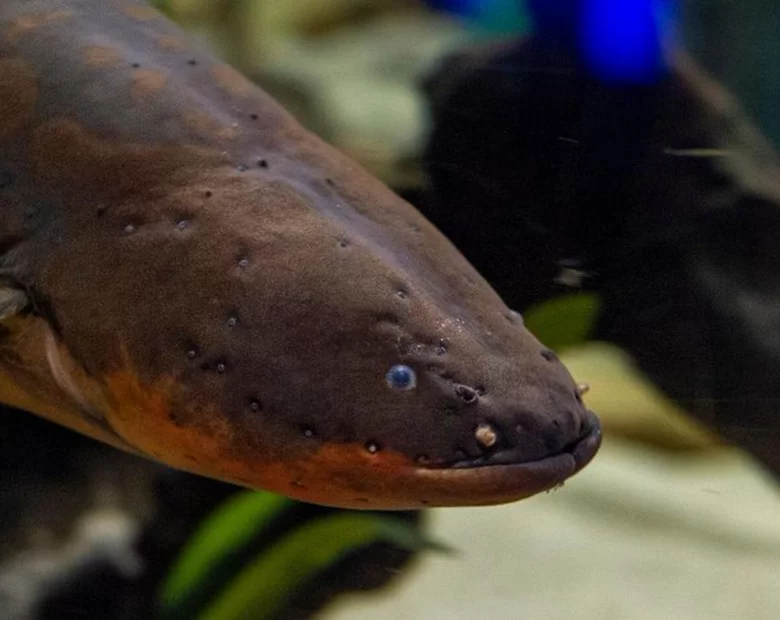 Miniatura: Szokujący pomysł. Choinkowe lampki...