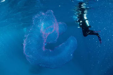 Pyrosomida zaobserwowana w Port Douglas, Queensland 