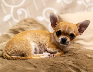 Miniatura: Przebadano DNA psów. Wyniki zaskoczyły...