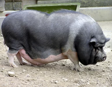 Miniatura: Warszawa. Świnia-recydywistka uciekła z...